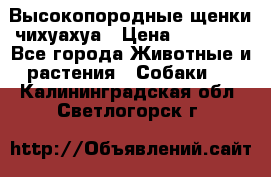 Высокопородные щенки чихуахуа › Цена ­ 25 000 - Все города Животные и растения » Собаки   . Калининградская обл.,Светлогорск г.